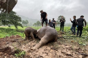 Nakhon Nayok, Thailand: an infant elephant standing next to a sedated adult