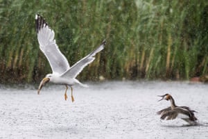Crested grebe and a gull at the pro natura de Champittet reserve in Switzerland