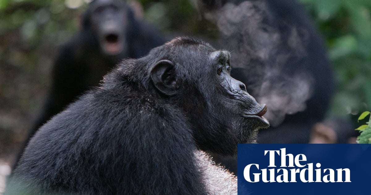 Chimps' rhythmic drumming could shed light on music's evolutionary roots
