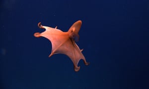 This rare dumbo octopus (Cirrothauma murrayi) is often called the Blind Octopod due to the lack of a lens and retina in its eyes. The Octopod can sense light but cannot form images. The nearly sightless eyes are embedded deep in the tissue of their head.