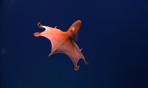 The rare dumbo octopus (Cirrothauma murrayi)