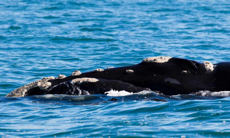 Southern Right Whale with its head partially out of the water so you can see the hard white calluses.