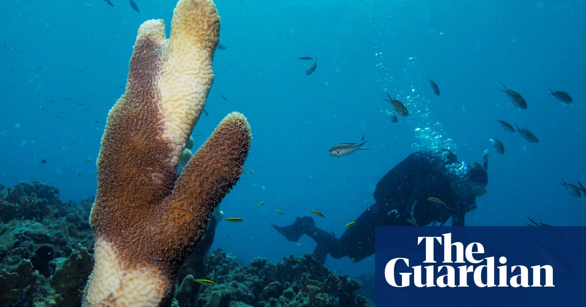 Deadly coral disease sweeping Caribbean linked to wastewater from ships - The Guardian