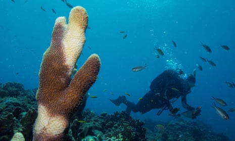 a Pillar coral (Dendrogyra cylindricus) showing tissue loss caused by Stony Coral Tissue Loss Disease (SCTLD)