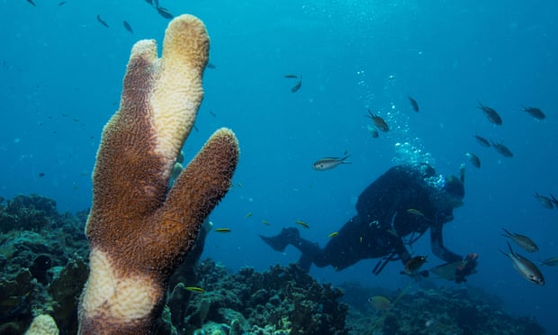 a Pillar coral (Dendrogyra cylindricus) showing tissue loss caused by Stony Coral Tissue Loss Disease (SCTLD)