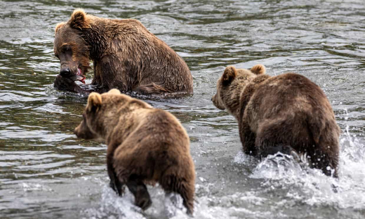 US government is funding kills of endangered animals, activists say (theguardian.com)