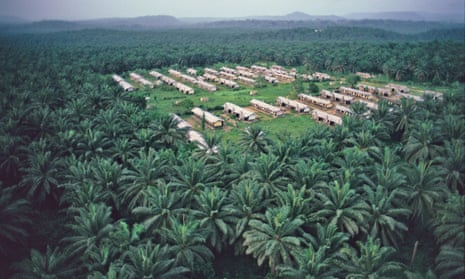 Palm oil production can grow without converting rainforests and