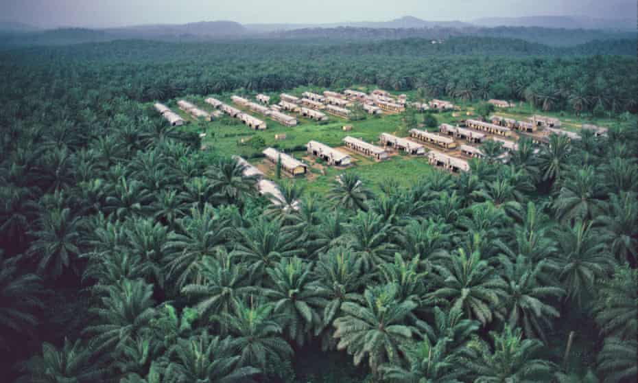 Aerial view of an African oil palm plantation with workers’ housing in south-west Cameroon.