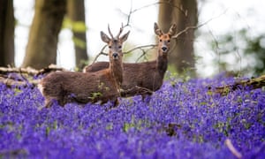 Deer roam through bluebells in Micheldever Wood, Hampshire.