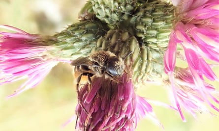 A spined mason bee (Osmia spinulosa)