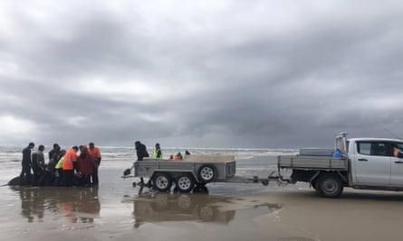 Rescues slide mats underneath the whales so they can be hoisted onto a trailer and driven to a release point from where they can swim back out to the ocean.