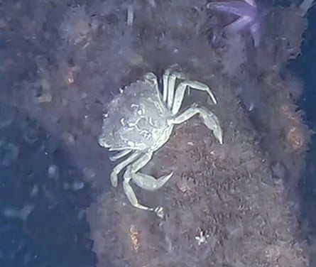 A crab on what looks like a lump of metal seen through murky ocean water