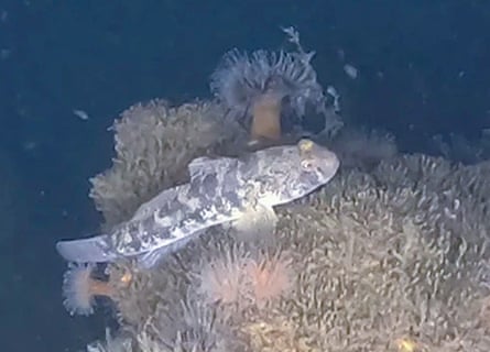 Underwater shot of a black gobi fish swimming over coral