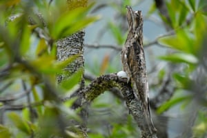 Um potoo comum aninhado