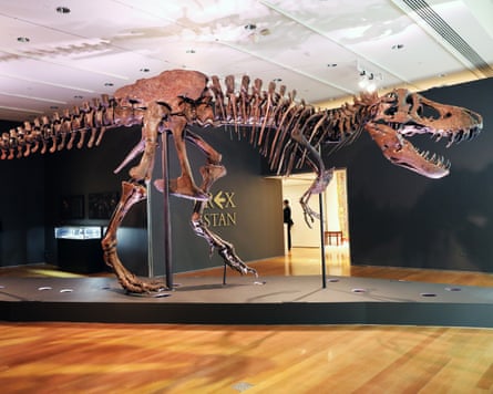 A Tyrannosaurus Rex dinosaur fossil skeleton on display