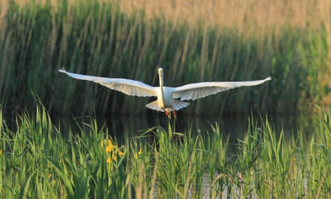 A great white egret spreads its wings in a reed bed