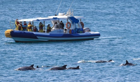 Six dolphins swimming past a boat of tourists who are taking pictures with their phones