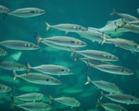A school of mackerel