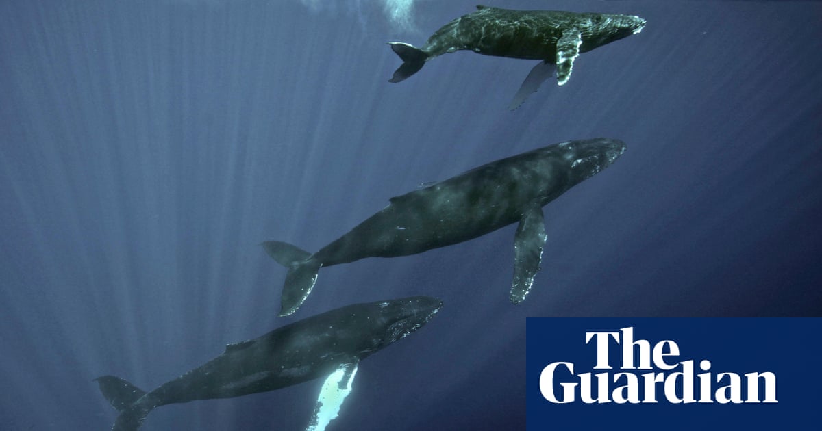 ‘Nowhere is free from noise’: deep-sea mining threat to marine mammals