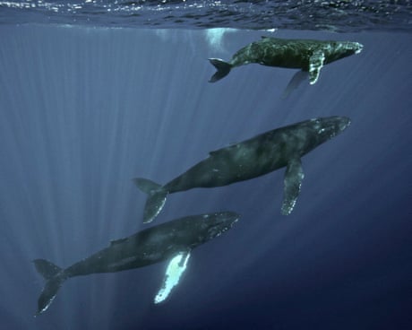 Specieswatch: Scientists trace haunting sea thrums to humpback whales