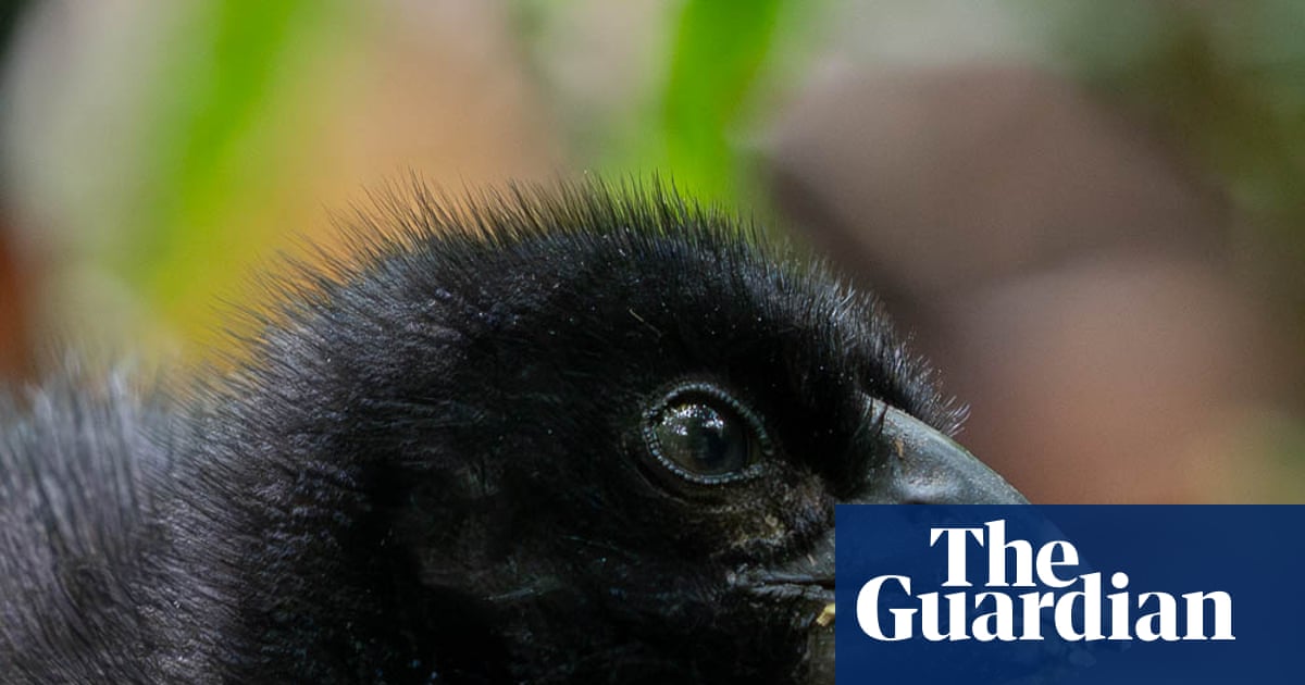 ‘Miracle’ of Zealandia: chick is born to rare takahē pair thought to be infertile