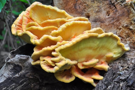 Chicken of the woods.