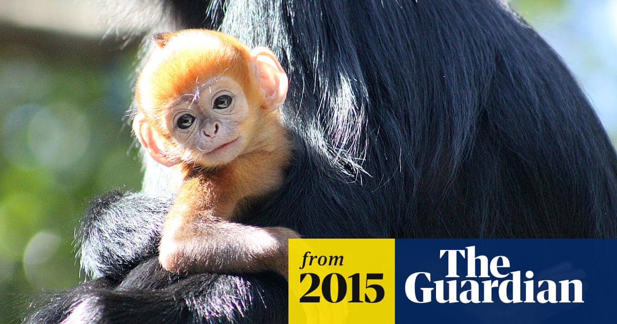 More Than Half of All Primates Threatened with Extinction Primates, Extinction,