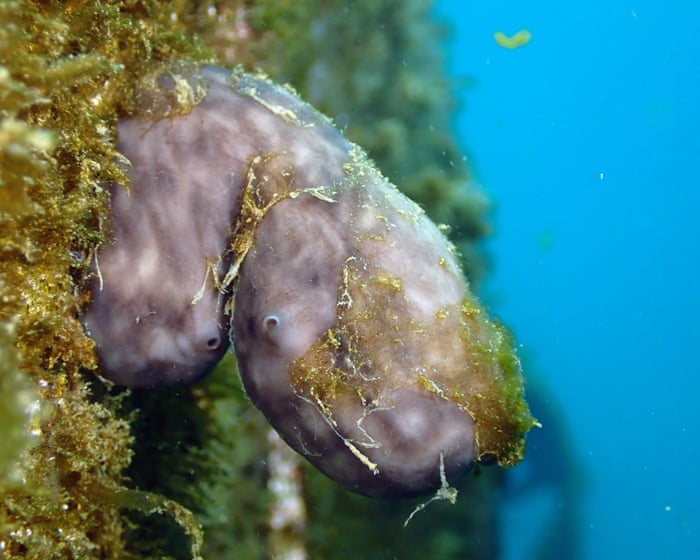 Could this humble sea sponge clean up the world’s ports?