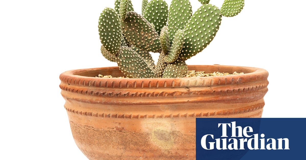 Houseplant clinic: what kind of pots should I put my plants in? | Life and style Houseplant clinic: what kind of pots should I put my plants in? | Life and style