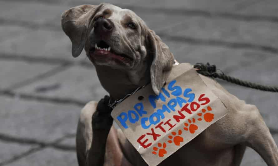 “For my extinct friends” reads this Mexico City dog’s sign.