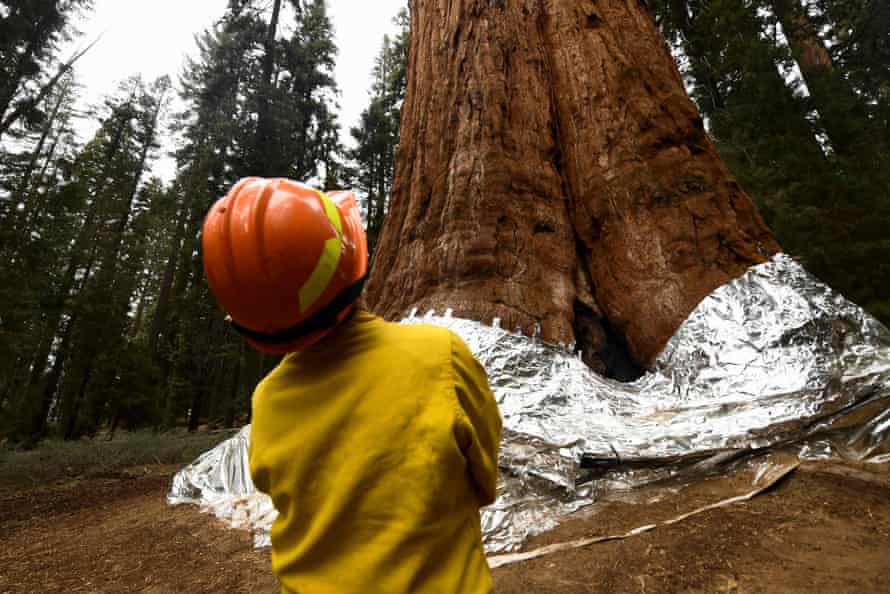 Christy Brigham of the U.S. National Park Service looks up before unwrapping the giant sequoia General Sherman during the KNP complex fire last month.