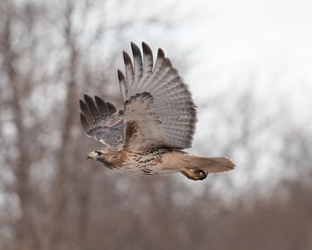 A red-tailed hawk mid-flight