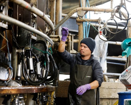 Filipino dairy assistant Norman milks cows in the shed at Dourie Farm