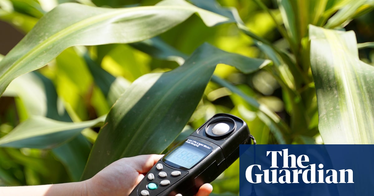 Houseplant hacks: are light meters handy or hopeless?