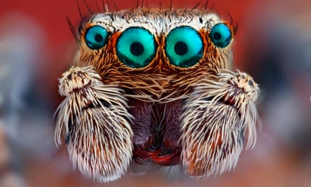 A closeup of a jumping spider