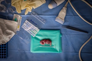 A tiny rhino foetus on a table surrounded by science equipment