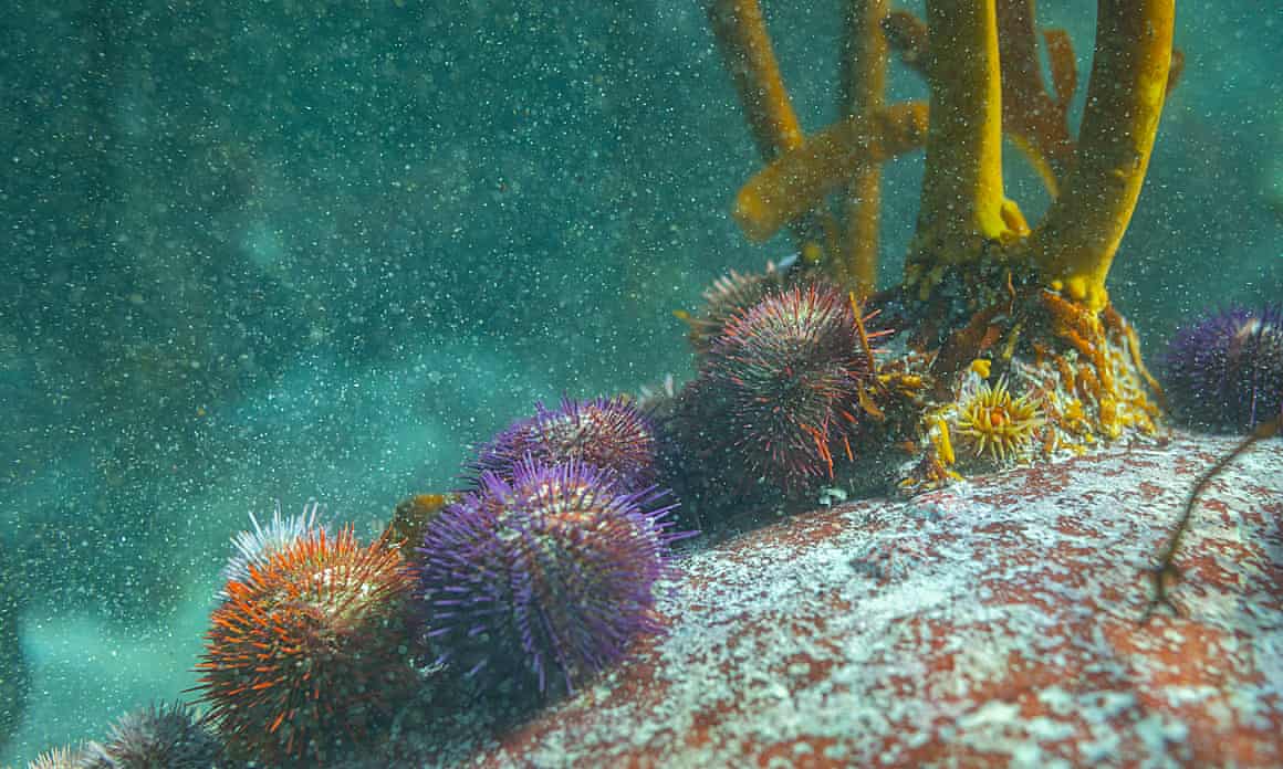 Urchins cling to a rock at the base of a Kelp forest