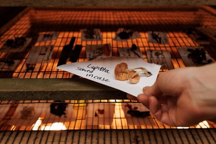 A labeled mushroom sample is added to the dehydrator