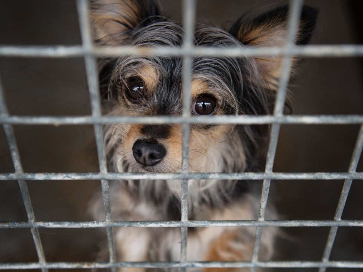 They Look Cute But Should We Rescue Romania S Street Dogs Global The Guardian