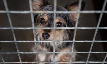 They Look Cute But Should We Rescue Romania S Street Dogs Animal Welfare The Guardian