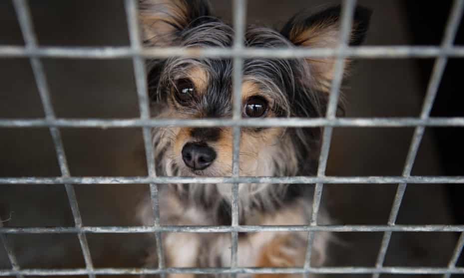 They Look Cute But Should We Rescue Romania S Street Dogs Animal Welfare The Guardian They Look Cute But Should We Rescue Romania S Street Dogs Animal Welfare The Guardian