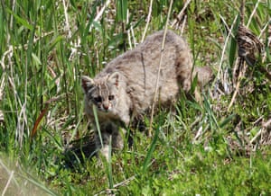 Um gato-leopardo, uma espécie em perigo de extinção chamada "sak" em coreano, procura presas ao longo de um riacho em Gangneung, província de Gangwon, Coreia do Sul. Na Coreia do Sul, o animal é classificado como espécie em perigo de extinção Classe II, com grande temor de estar em perigo iminente.
