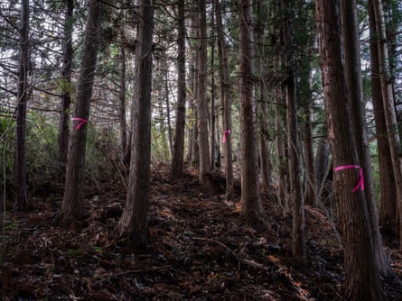 Trees in a forest, some of which have pink ribbon tied around them