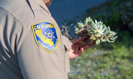 A California game wardens with wild dudleya plants. 