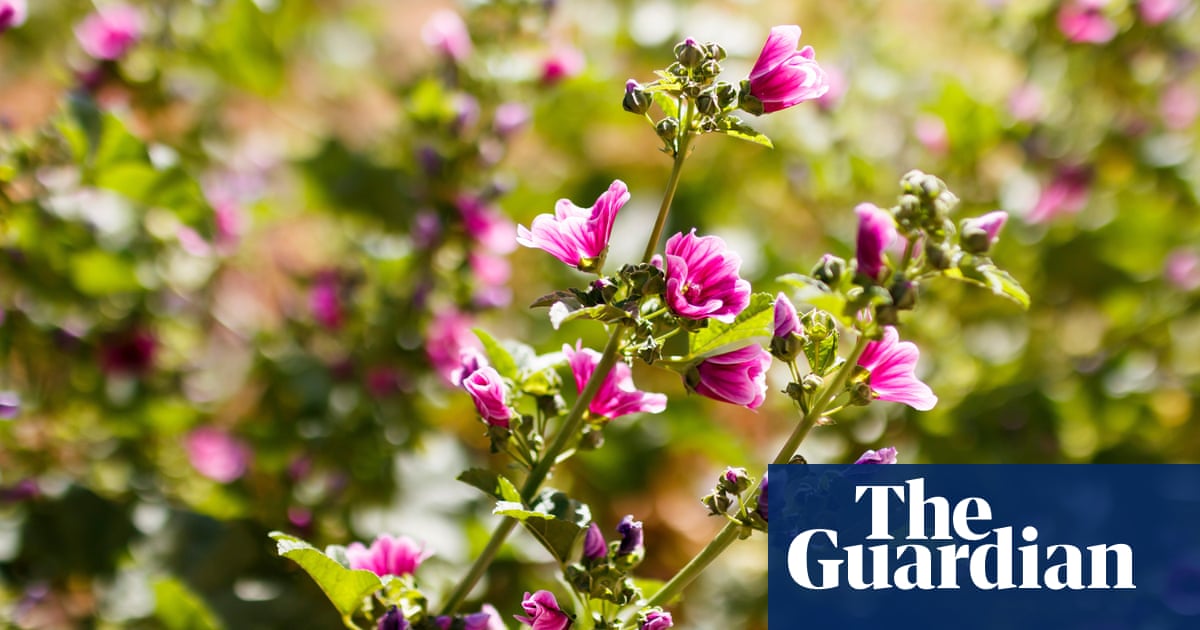 Poem Of The Week Old Poem By Anonymous Translated By Arthur Waley - poem of the week old poem by anonymous translated by arthur waley