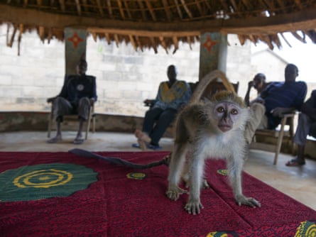 A captive monkey, one of the last remaining in Mount Tia forest reserve, Ivory Coast.