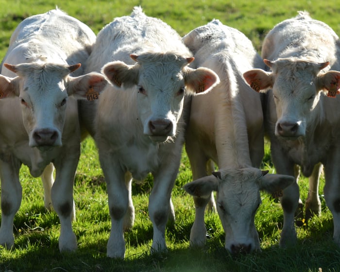 Cattle in England to get tuberculosis vaccine from 2030 as badger cull to end