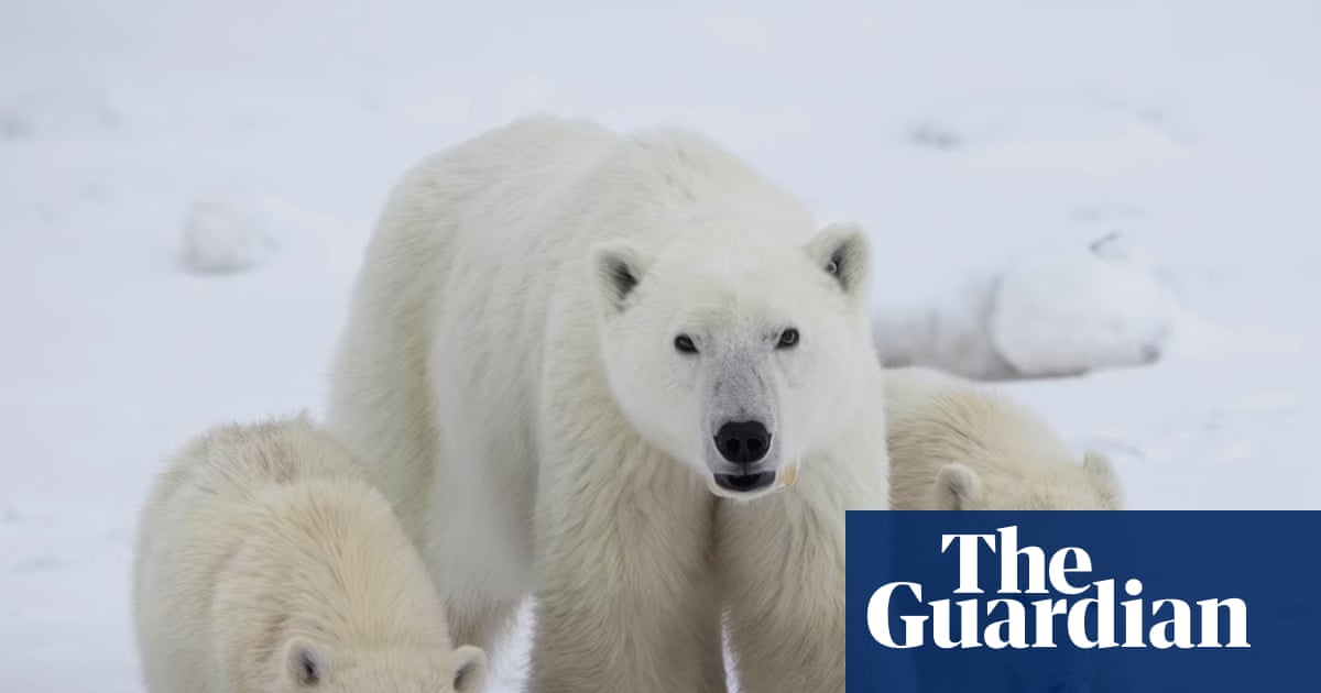 Scientists log rare case of female polar bear adopting cub: ‘They’re really good moms’