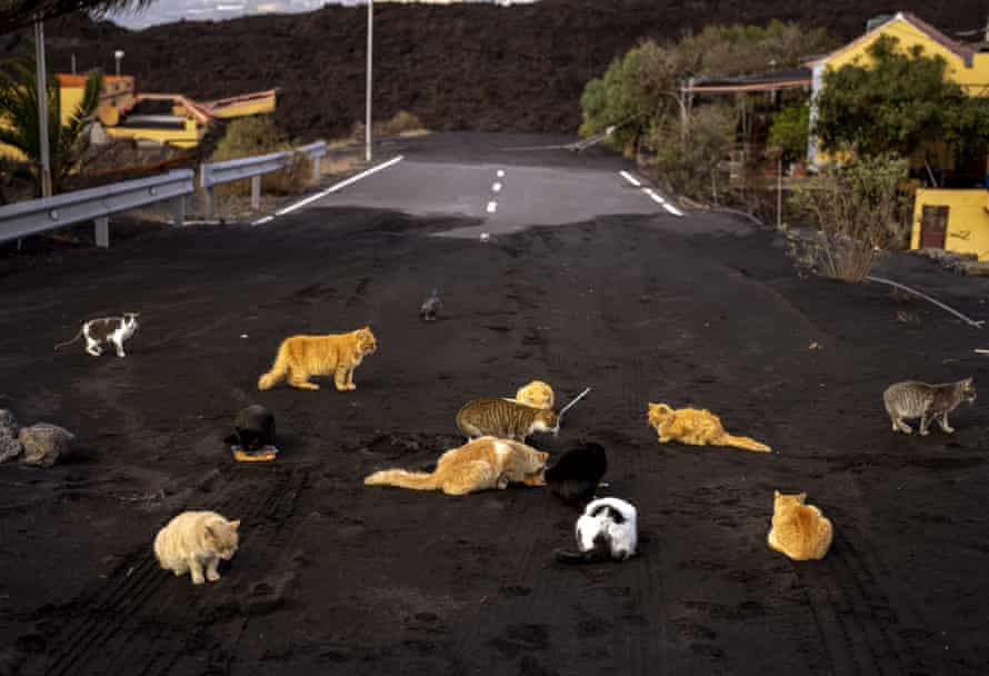 Abandoned cats wander in search of food at a road covered by ash and blocked by the lava at the exclusion zone near the volcano on the Canary island of La Palma, Spain on 3 December 2021.
