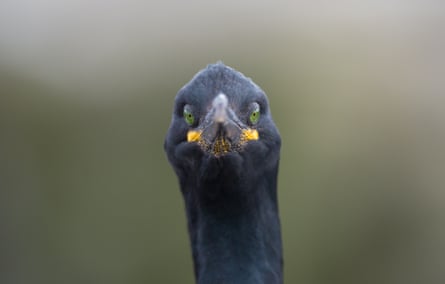 A shag (bird) on the Farne Islands faces Andrew’s camera. Northumberland.